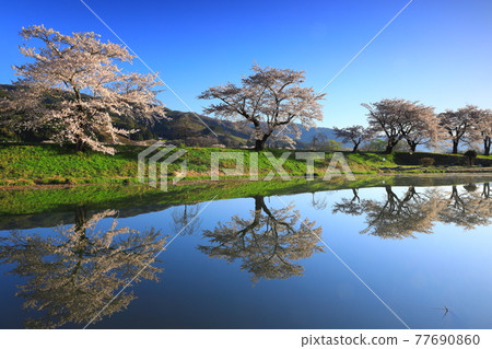 岩手縣遠野市,藍天和一排排櫻花樹 岩手縣遠野市,藍天和一排排櫻花樹 77690860