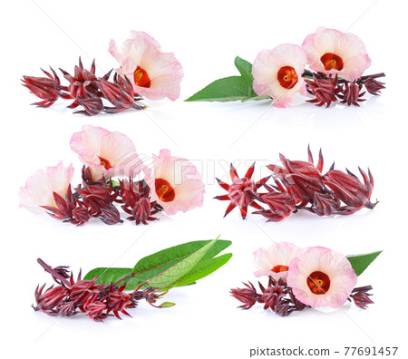 roselle on white background roselle on white background 77691457