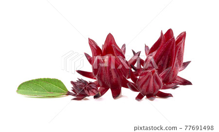 roselle isolated on white 77691498