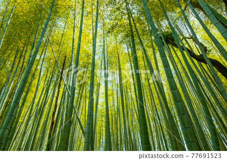 學習之林、綠意盎然的公園<岐阜縣各務原市> 77691523