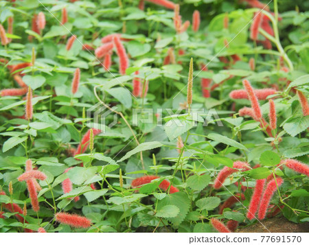 Kawaguchi Green Center Benihimonoki 77691570