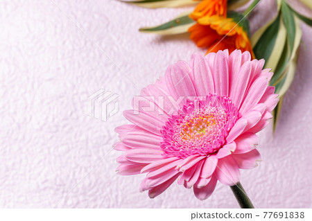 粉紅色背景中的非洲菊花 77691838