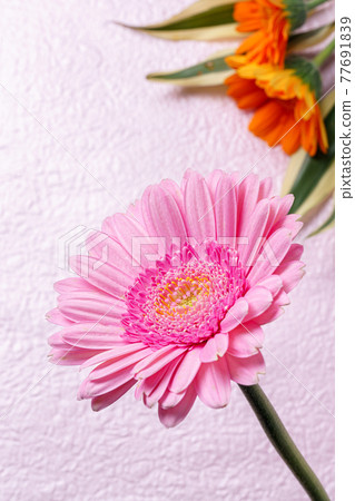 粉紅色背景中的非洲菊花 粉紅色背景中的非洲菊花 77691839