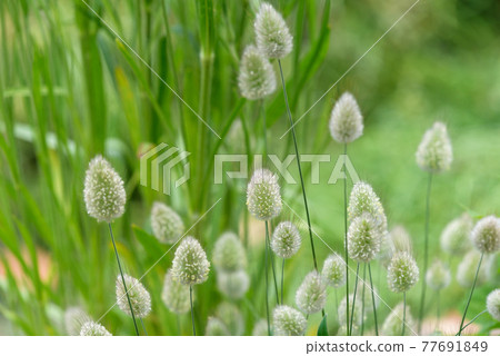 Lagrass ears like a cat Lagrass ears like a cat 77691849