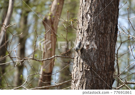 Nuthatch that perches upside down on the trunk of a tree Nuthatch that perches upside down on the trunk of a tree 77691861