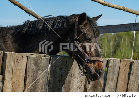 Bay horse on a farm on a sunny day. Bay horse on a farm on a sunny day. 77692119