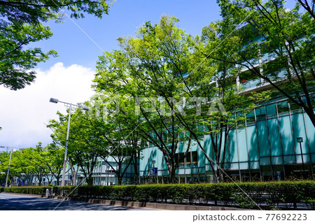 Fresh green zelkova trees, around Omotesando Hills in Omotesando (former Dojunkai Aoyama Apartments) 77692223