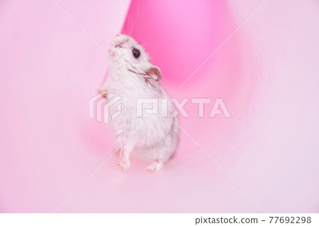 Dzungarian grey hamster in tube on pink background.Hamster looking for a way out 77692298