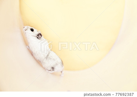 Dzungarian grey hamster in a wheel on a yellow background. Mockup for text Dzungarian grey hamster in a wheel on a yellow background. Mockup for text 77692387