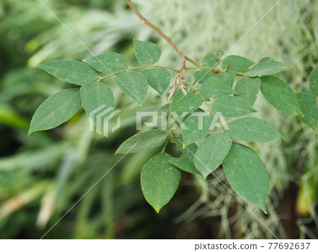 Kawaguchi Green Center Star Fruit 77692637