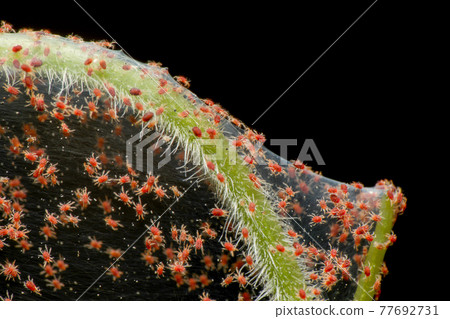 Super macro photo of group of Red Spider Mite infestation on vegetable. Insect concept. Super macro photo of group of Red Spider Mite infestation on vegetable. Insect concept. 77692731