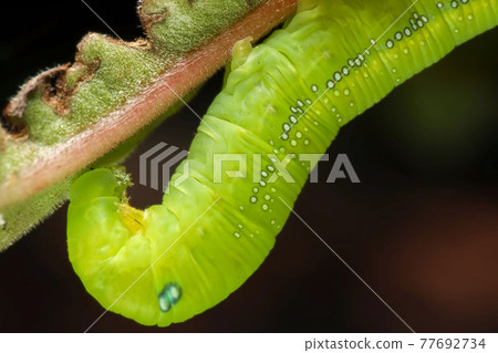 Super macro photo of Green worm caterpillars eating the green leaf. Animal wildlife concept. Super macro photo of Green worm caterpillars eating the green leaf. Animal wildlife concept. 77692734
