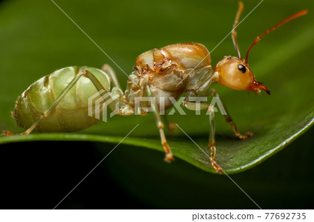 Super macro photo of Weaver ants queen on green leaf background. 77692735