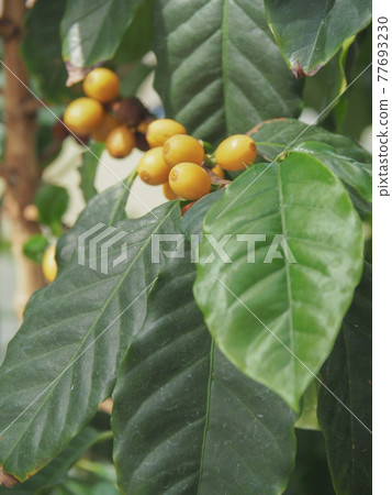 Kawaguchi Green Center Coffee Tree Kawaguchi Green Center Coffee Tree 77693230