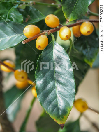 Kawaguchi Green Center Coffee Tree 77693231
