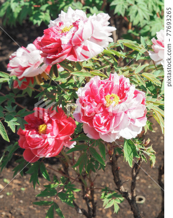 Kawaguchi Green Center Button Garden 77693265