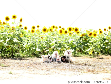 奇瓦瓦 奇瓦瓦 77693294