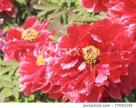 川口綠色中心鈕扣花園 川口綠色中心鈕扣花園 77693295
