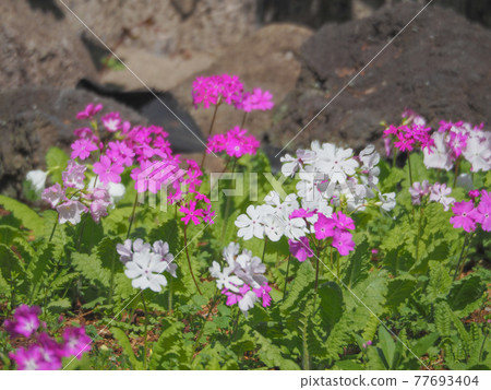 川口綠色中心的櫻草花 77693404