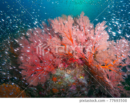 Large isobana and small school of saltwater fish (Tachai Island, Similan Marine National Park, Kingdom of Thailand) 77693508