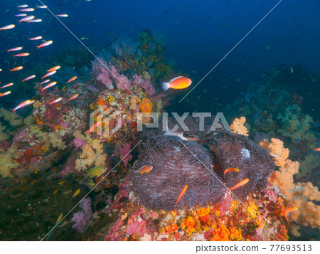 Sea anemones and anemone fish in coral colonies (Richeryu Rock, Surin Marine National Park, Kingdom of Thailand) Sea anemones and anemone fish in coral colonies (Richeryu Rock, Surin Marine National Park, Kingdom of Thailand) 77693513