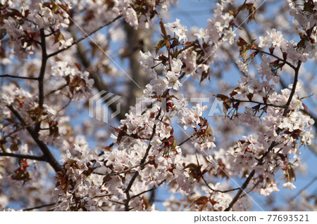 Ezoyama cherry, Oyama cherry, Beniyama cherry, Hokkaido cherry blossoms 77693521