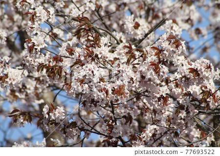 Ezoyama cherry, Oyama cherry, Beniyama cherry, Hokkaido cherry blossoms Ezoyama cherry, Oyama cherry, Beniyama cherry, Hokkaido cherry blossoms 77693522