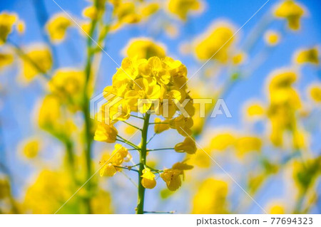 春天訪問油菜花 春天訪問油菜花 77694323