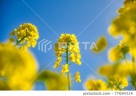 春天訪問油菜花 春天訪問油菜花 77694324