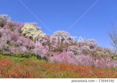 Hanamiyama Hanamiyama 77694346