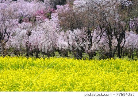Hanamiyama 77694355