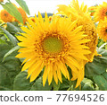 Sunflower flowers that bloom extremely vigorously in the sunflower crowd 77694526