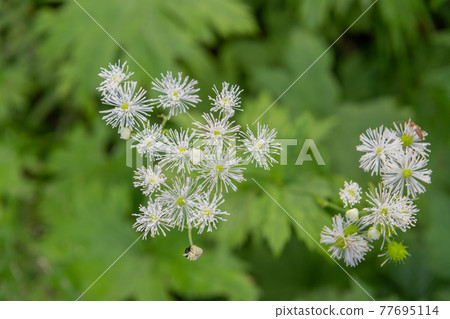 Momige larch Momige larch 77695114