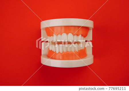 Model of jaw isolated on red. Dental care concept 77695211