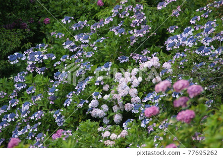 Hydrangea blooming on the hill 77695262