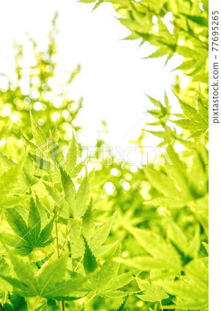 Image cut of fresh green maple, Miyagase Lakeside Park, Kanagawa Prefecture Image cut of fresh green maple, Miyagase Lakeside Park, Kanagawa Prefecture 77695265