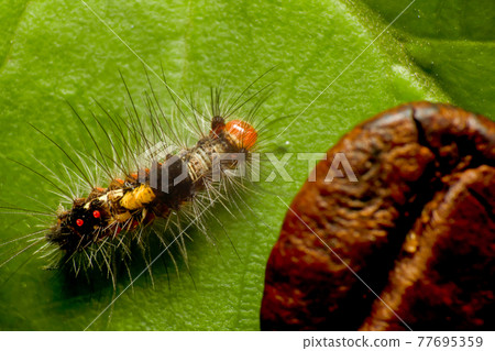Top view super macro photo of small caterpillar on green leaf with coffee beans for compare size. Animal wildlife concept. 77695359