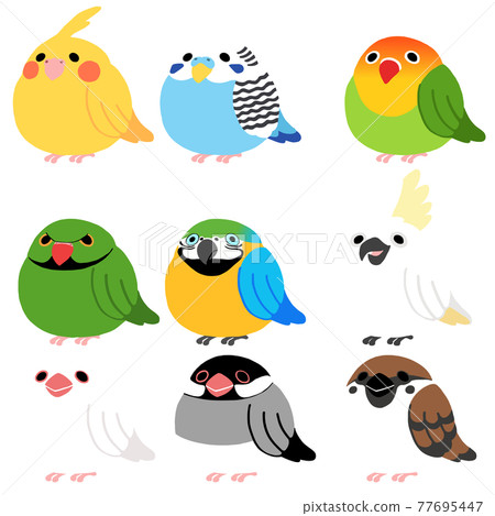 bird, birds, cockatoo 77695447