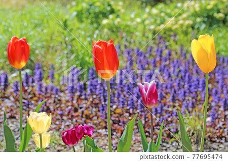 鬱金香在花床上 77695474
