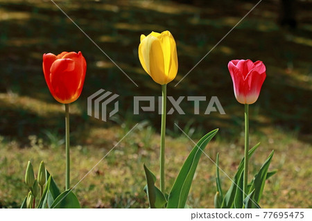 Three tulips lined up 77695475