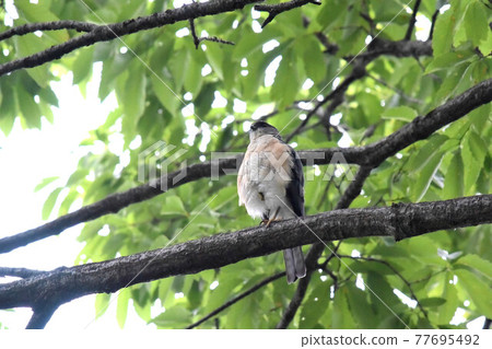 Tsumi男性在城市公園 Tsumi男性在城市公園 77695492