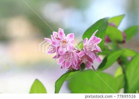 Pink bridal wreath Pink bridal wreath 77695516