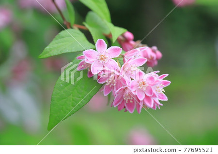 粉色新娘花環 77695521