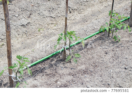 May home garden (planted tomato seedlings) 77695581