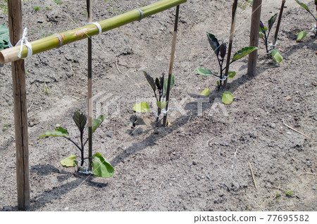 May home garden (planted eggplant seedlings) 77695582