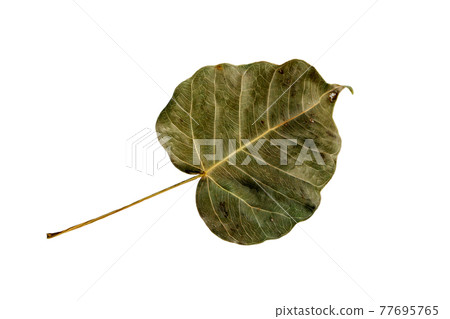 Top view of dry brown pho leaf or (bothi leaf, bo leaf) isolated on white background. Top view of dry brown pho leaf or (bothi leaf, bo leaf) isolated on white background. 77695765