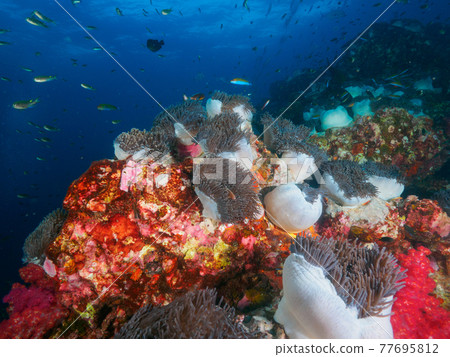 Schools of sea anemones and small saltwater fish (Richelle Rock, Surin Marine National Park, Kingdom of Thailand) 77695812