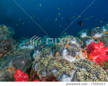 Schools of sea anemones and small saltwater fish (Richelle Rock, Surin Marine National Park, Kingdom of Thailand) 77695813