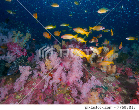 Colorful soft corals and herds of snappers (Richelieu Rock, Surin Marine National Park, Thailand) 77695815