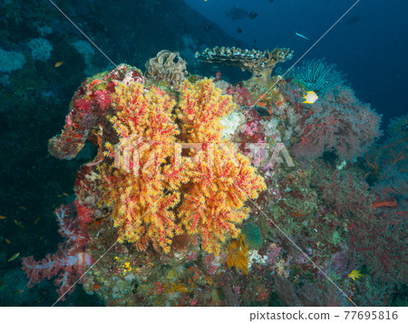Colorful Isobana colonies (Tachai Island, Similan Marine National Park, Kingdom of Thailand) Colorful Isobana colonies (Tachai Island, Similan Marine National Park, Kingdom of Thailand) 77695816